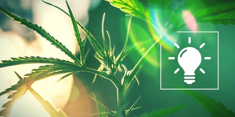 Feeding Cannabis Plants: Balancing NPK Ratios for Each Growth Stage
