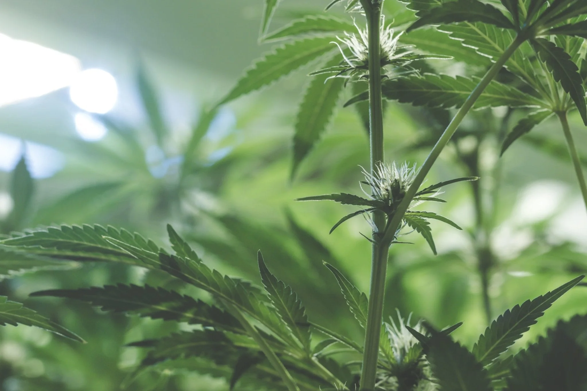 Micronutrients for Cannabis: Boosting Plant Health and Yield in 2025